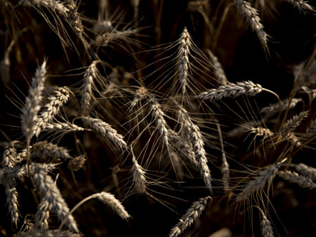 Usjevi pšenice su ugroženi širom svijeta