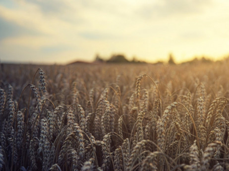 Pšenica u Srbiji dostigla rekordnu cijenu