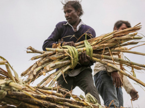 Indija ograničava izvoz šećera zbog rizika od globalnih cijena hrane