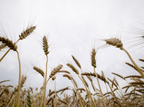 Moguć dogovor o izvozu ukrajinskih žitarica