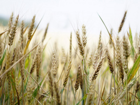 Lome se koplja oko otkupne cijene pšenice