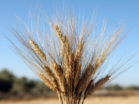 Egipat: Otkazano ugovorenih 240.000 tona ukrajinske pšenice