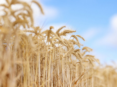 Indija bi mogla uvoziti pšenicu ugrožavajući premijerov plan o prehrani svijeta