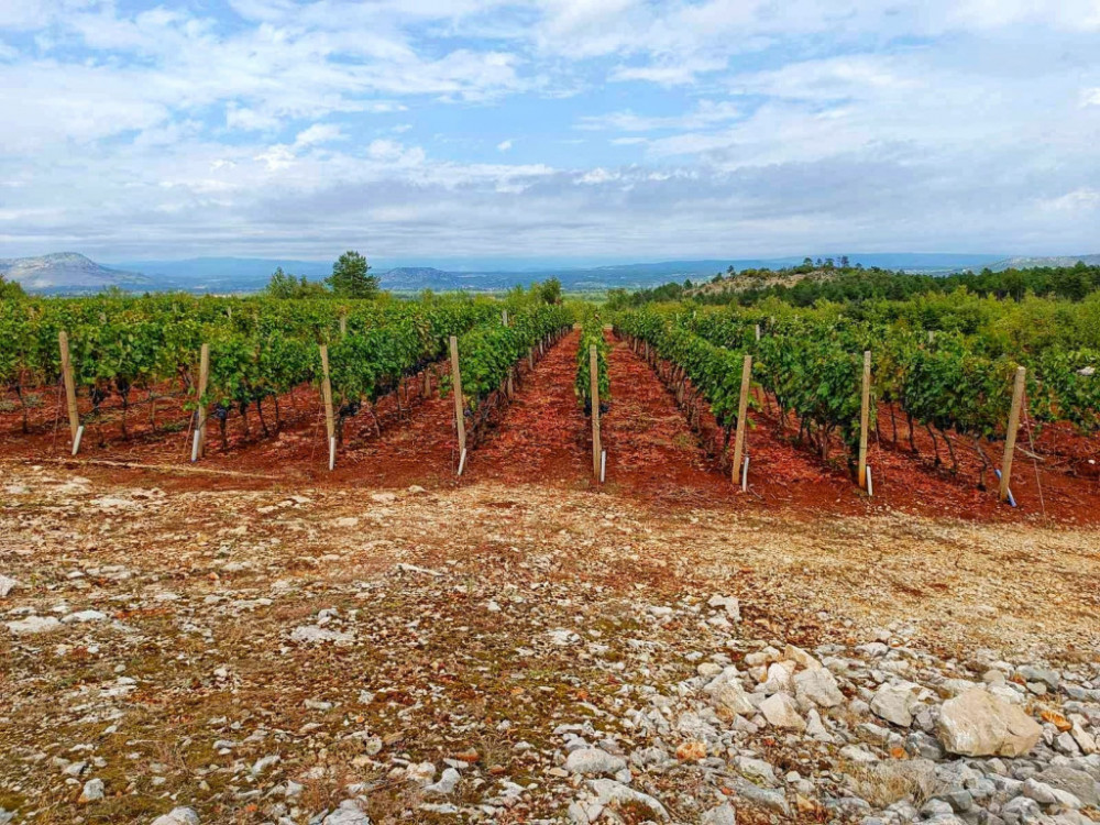 Vino kao mogući generator razvoja Hercegovine