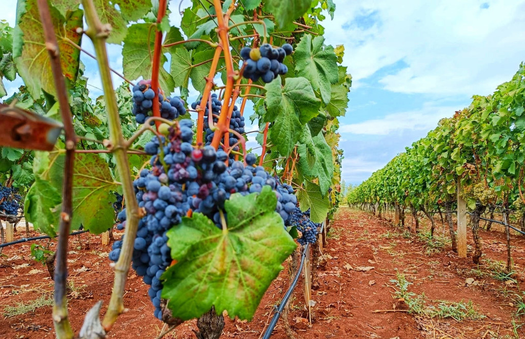 Hercegovačke autohtone sorte vinove loze uzgajat će se u Portugalu