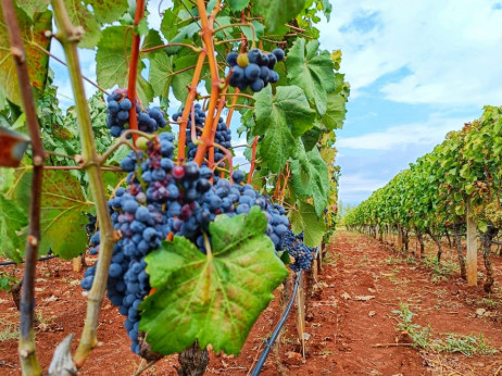 Počela berba grožđa u Hercegovini, jedna od najlošijih godina za vinogradare