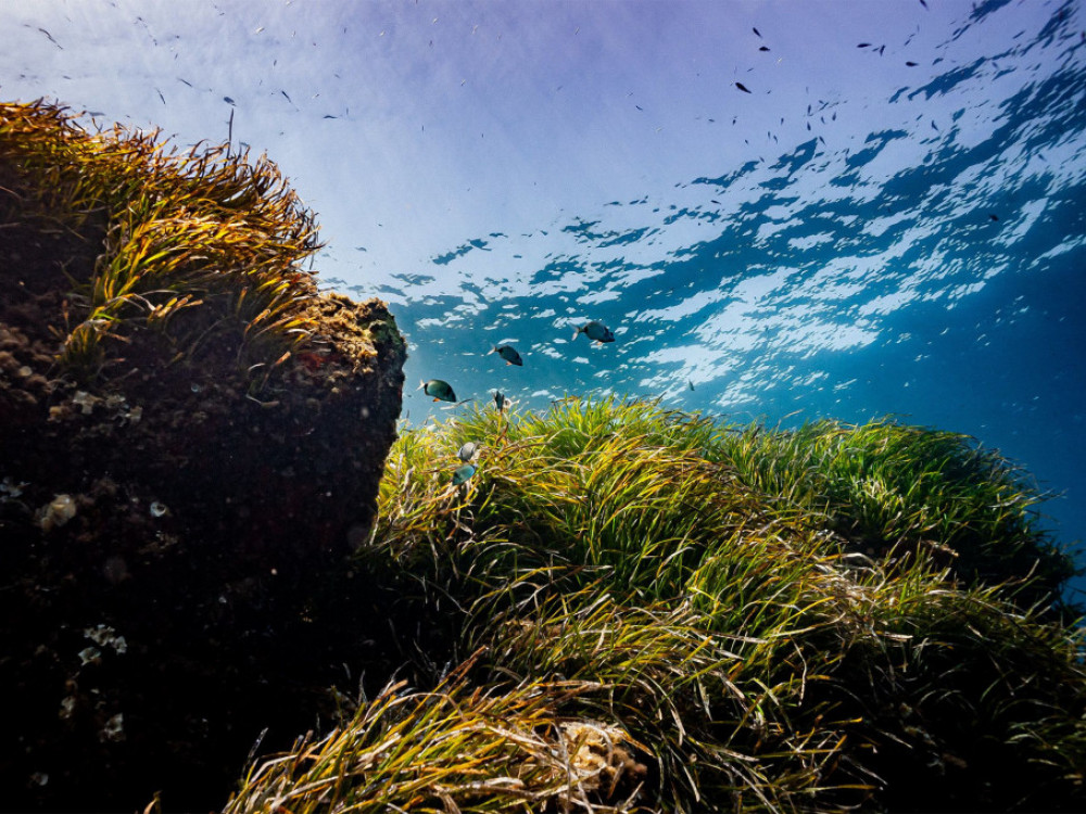 Pustinjske alge u rješavanju problema stakleničkih plinova