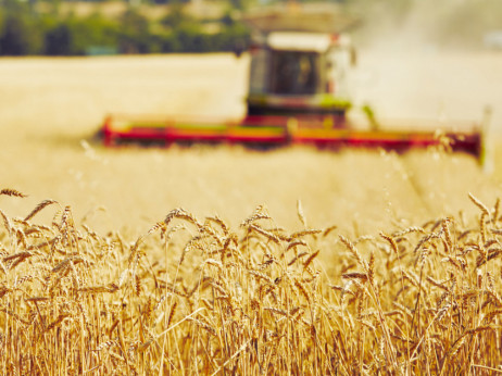 Otkupna cijena pšenice u RS-u od 30 do 35 feninga po kilogramu