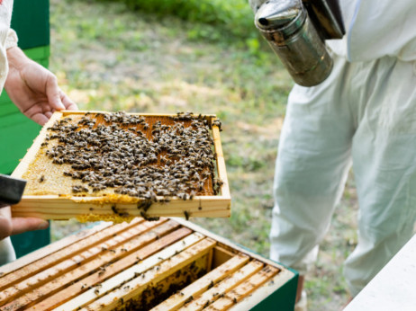 Vremenske prilike ne idu na ruku pčelarima, ali nije sve izgubljeno