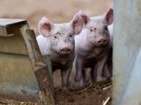 Virus afričke svinjske kuge potvrđen na 560 imanja, eutanazirane 28.784 svinje