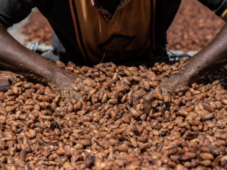 Europski kupci čokolade upozoreni da moraju platiti više za održivi kakao