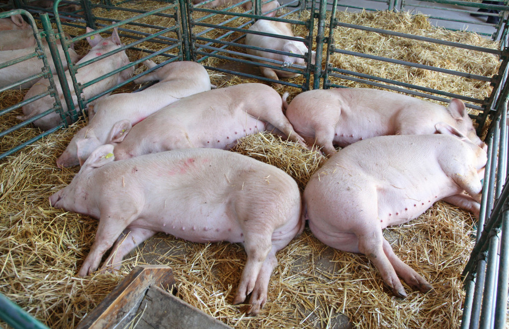Vanredno stanje, afrička kuga svinja otkrivena na 76 imanja u RS