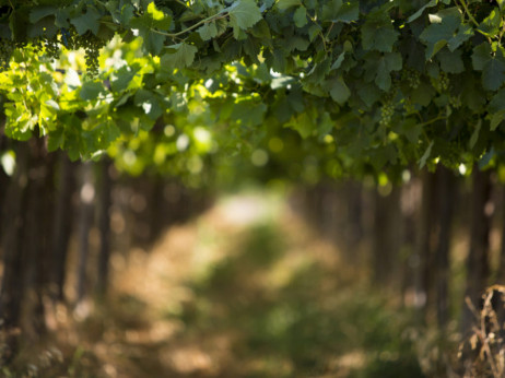 Popis 50 najboljih svjetskih vinograda koje vrijedi posjetiti