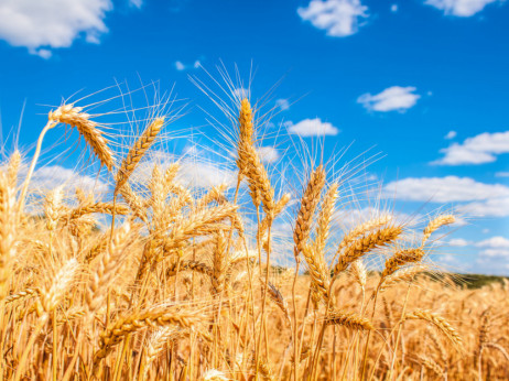 Ratari nezadovoljni: Loši prinosi i niska otkupna cijena pšenice