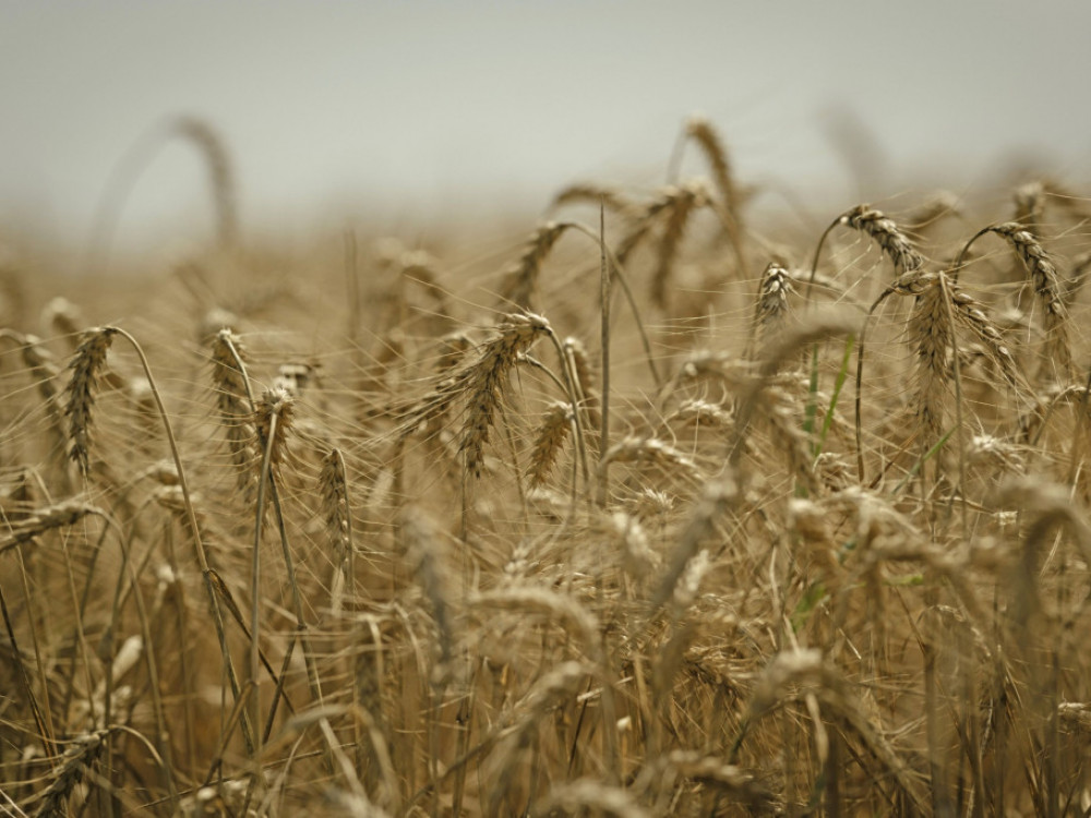 Ruska pšenica preplavila tržište, cijene najniže u posljednje tri godine