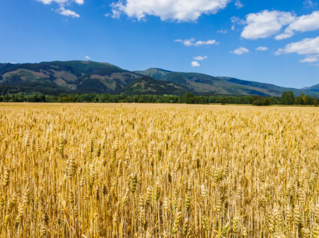 Povoljni vremenski uslovi podstiču rast jarih žitarica, uljarica i kukuruza