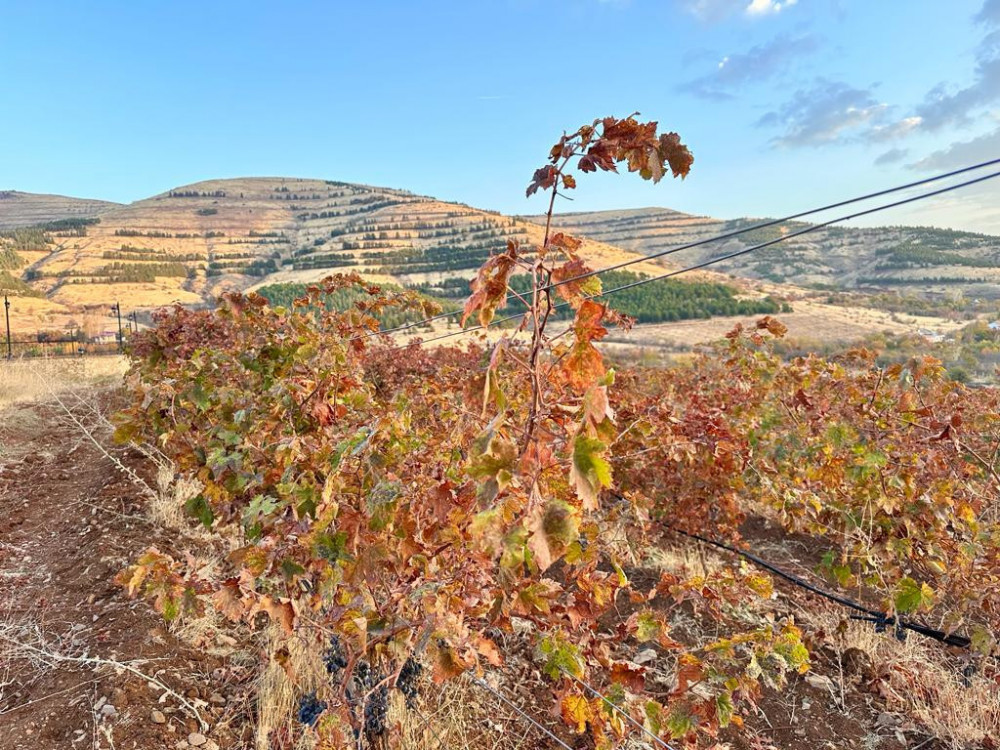 Probali smo anadolijska vina