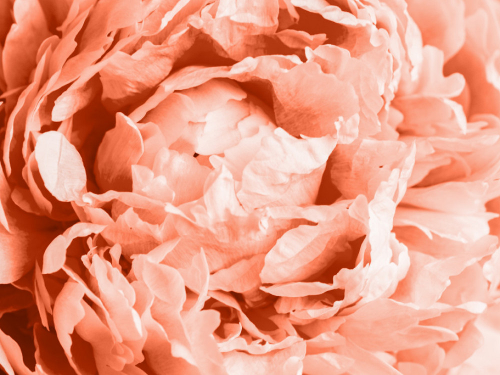 Suptilno senzualna Peach Fuzz je Pantone boja za 2024.