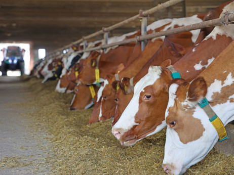 Analiza BBA: Proizvođači stočne hrane uspješno se bore s tržišnim turbulencijama