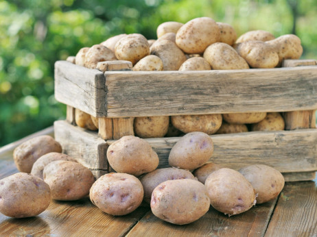 Domaći poljoprivrednici bore se s crnim tržištem krompira
