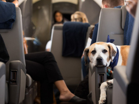 Nova aviokompanija Bark nudi luksuzne letove za pse