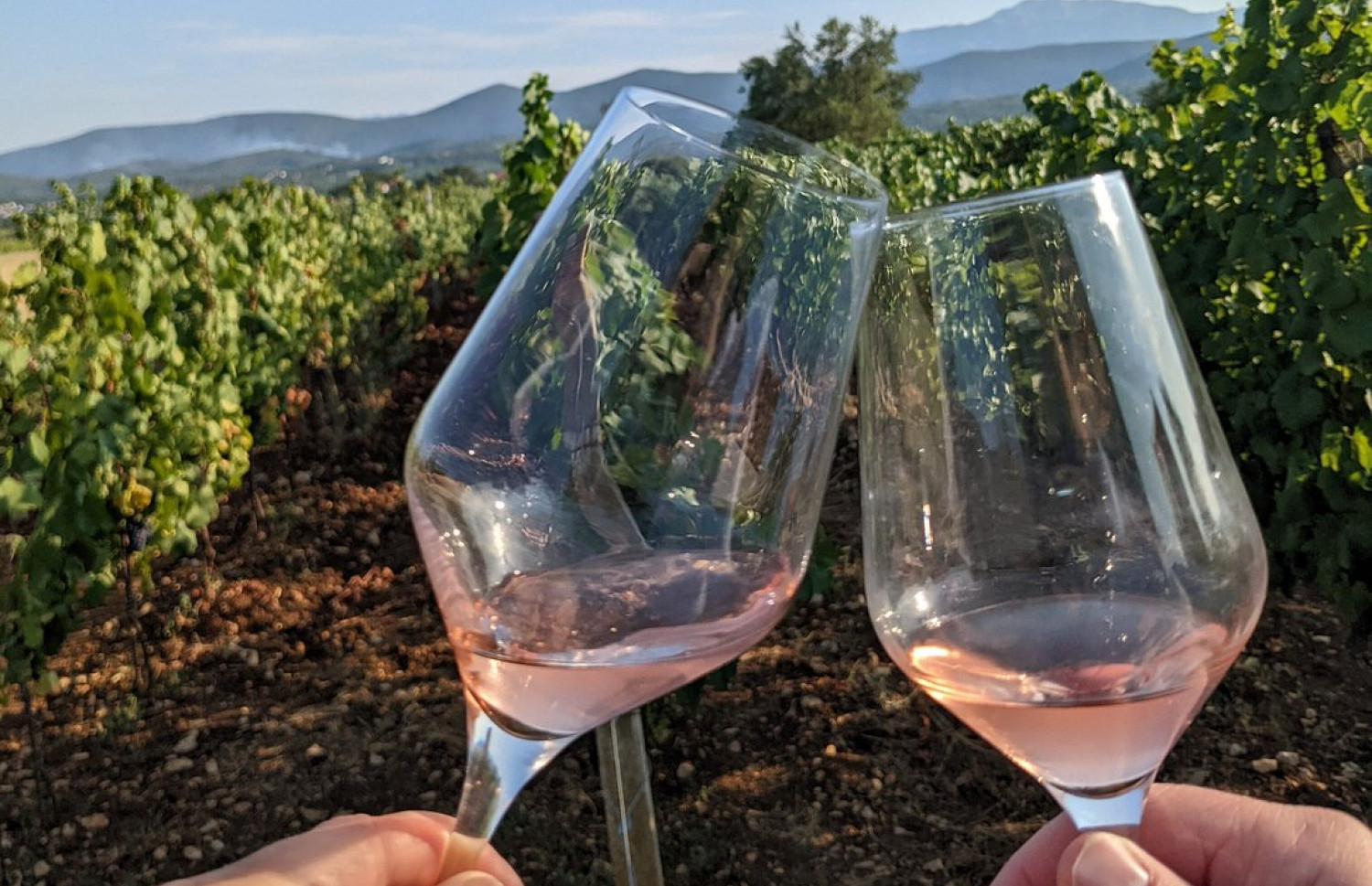 Vinarije u Dalmaciji koje morate posjetiti, prema preporuci gostiju