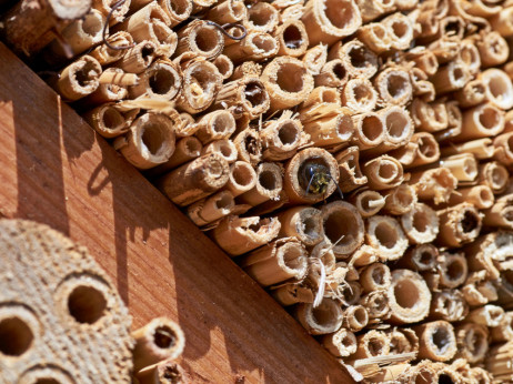 Šta su mason pčele, nepoznati heroji oprašivanja