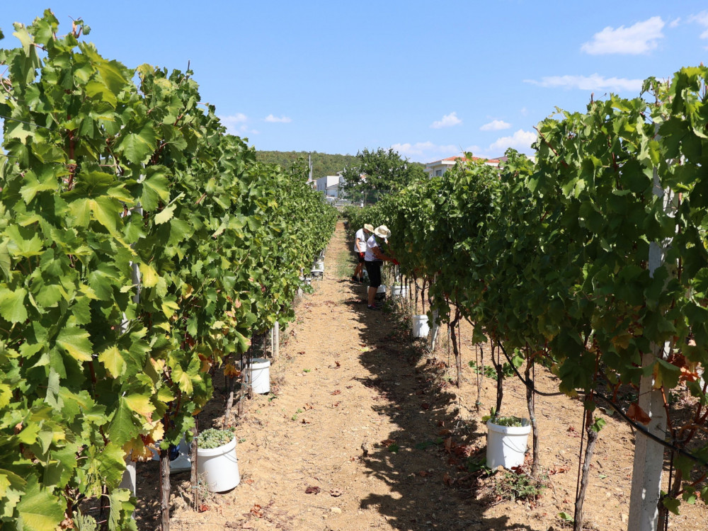 Nikad ranija berba grožđa, hercegovački vinogradari očekuju vrhunski kvalitet vina