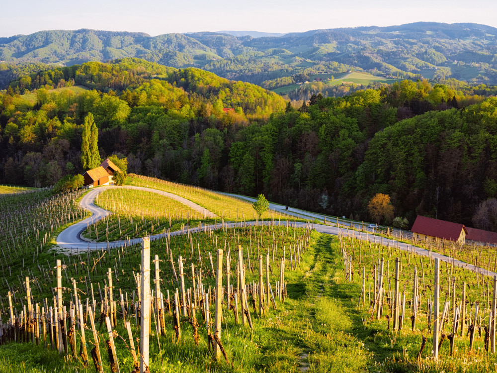 Prijedlog za vikend - otkrijte slovenski vinski turizam