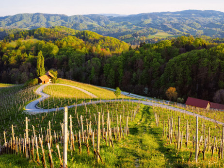 Prijedlog za vikend - otkrijte slovenski vinski turizam