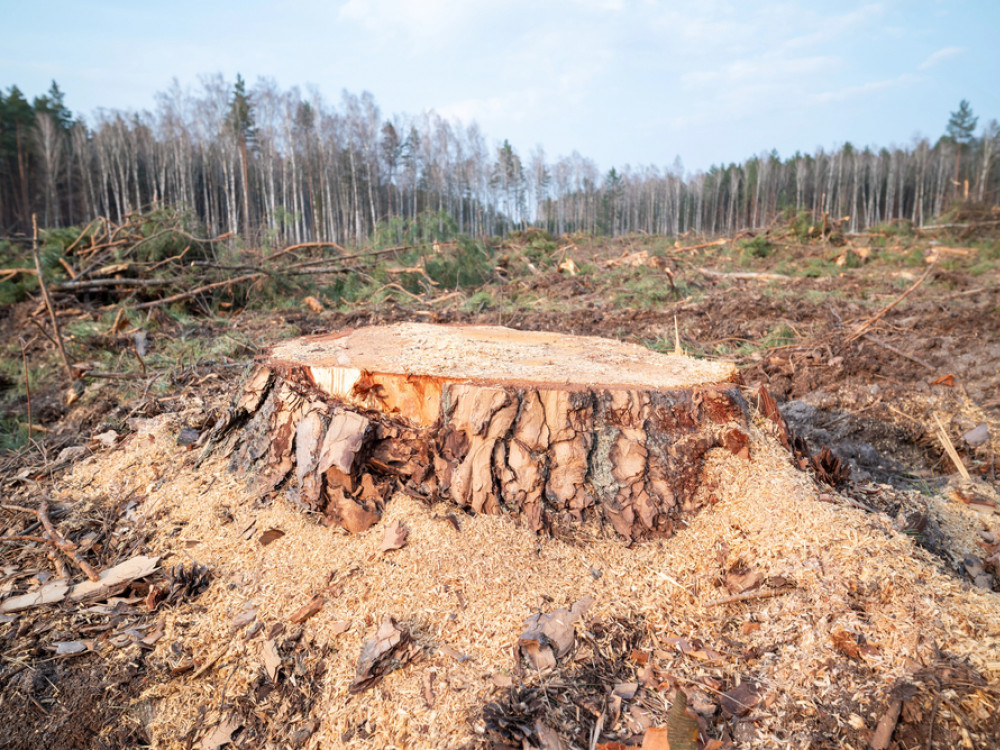 Kako se bh. drvna industrija priprema za nova EU pravila o održivosti i izvozu