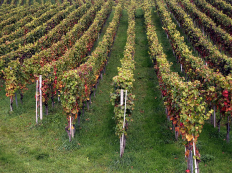 Domaće vino sve jače, ali uvoz još ima glavnu riječ - 5 vijesti za danas