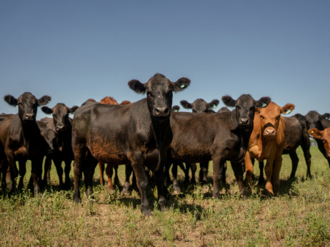 Trump smanjuje carine na hranu u pokušaju da obuzda rast cijena