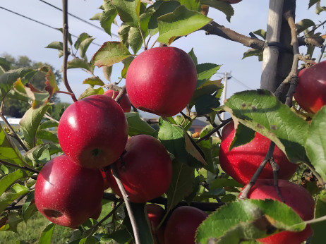 Alarm u voćarstvu: Sve manje domaćeg voća na tržištu