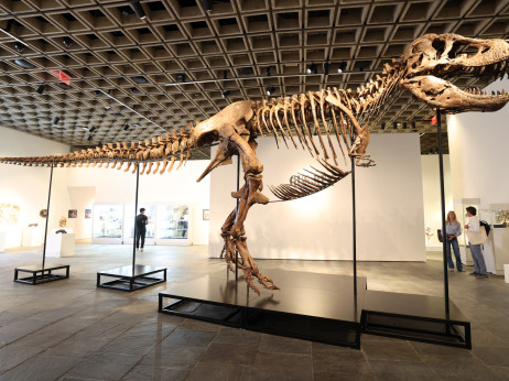 Tyrannosaurus rex postao najskuplji fosil ikada prodat na aukciji