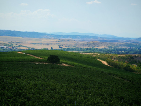 Vinarije u Sjevernoj Makedoniji imaju plan B - vino više nije dovoljno